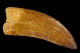Carcharodontosaurus Tooth - Real Dinosaur Tooth #131244-1